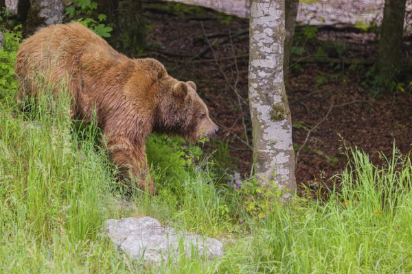An adult female brown bear (Ursus arctos arctos) stands on a rock at at forest edge on hilly terrain