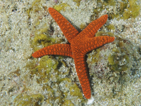 Bright orange-coloured starfish, Indian starfish (Fromia indica), on sandy sea surface, dive site Sodwana Bay National Park, Maputaland Marine Reserve, KwaZulu Natal, South Africa, Africa