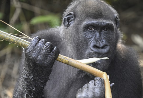 Western lowland gorilla (Gorilla gorilla gorilla) eating, male animal, Réserve Lésio-Louna nature reserve, near Moembe, Plateau department, Republic of Congo