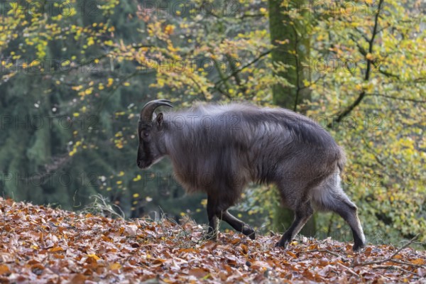One male Himalayan Tahr (Hemitragus jemlahicus) standing in a forest. Green and yellow forest in the background