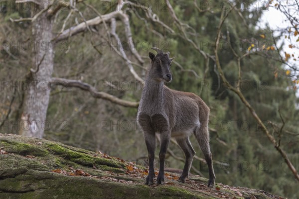 One female Himalayan Tahr (Hemitragus jemlahicus) standing in a forest. Green and yellow forest in the background
