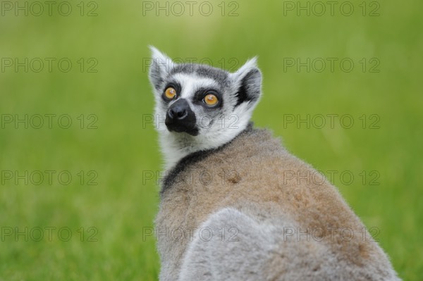 Lemur looking curiously over his shoulder into the camera, with green background, Ring-tailed Lemur (Lemur catta), Augsburg Zoo