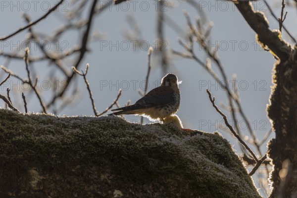 One American kestrel (Falco sparverius) sitting on a branch in early morning backlight with a blue sky in the background