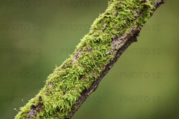 Close-up of a moss (Bryophyta) on a treetrunk, Bavaria, Germany, Europe