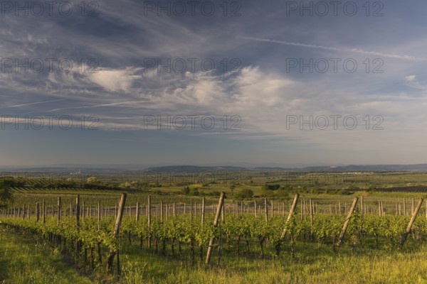 Vineyards at sunrise in Langenlois, Kamp-Manhartsberg Valley Austria