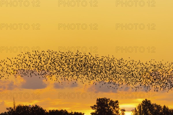 European starling murmuration, large flock of common starlings (Sturnus vulgaris) flying over treetops silhouetted against sunset