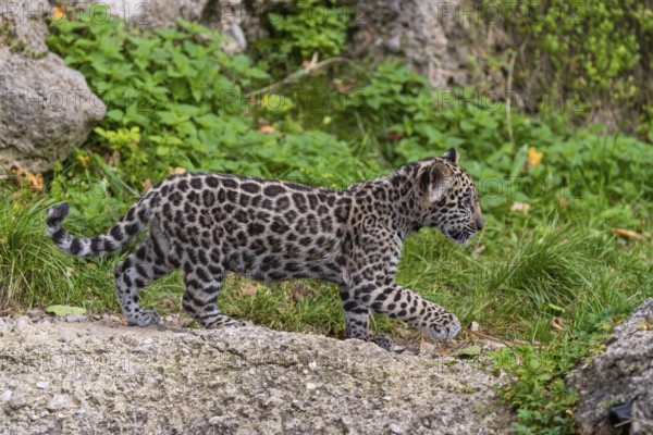One male jaguar baby (Panthera onca), 10 weeks old, walking over a hilly meadow with some conglomerate rocks
