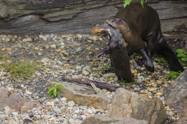An adult giant otter or giant river otter (Pteronura brasiliensis) runs over rocks on the riverbank carrying a 2-month-old young around in its mouth