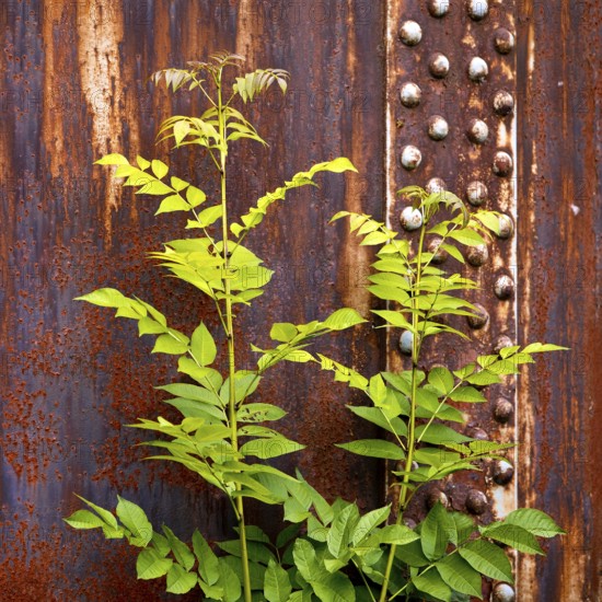 Green plant in front of rusty steel, industrial nature in the disused Hansa coking plant, Dortmumd, Ruhr area, North Rhine-Westphalia, Germany, Europe