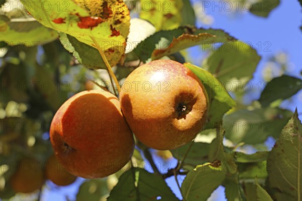 Ripe apple (or apples) on a tree in a meadow orchard in autumn
