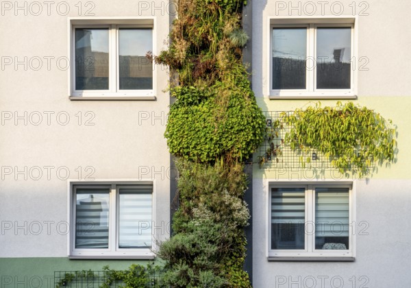 Facade greening on apartment blocks, on Gladbecker Straße, B224, to filter nitrogen oxides and fine dust particles from the air, climbing vines, flowering shrubs, grasses, ferns and ivy grow in the vertical gardens, Essen, North Rhine-Westphalia, Germany, Europe