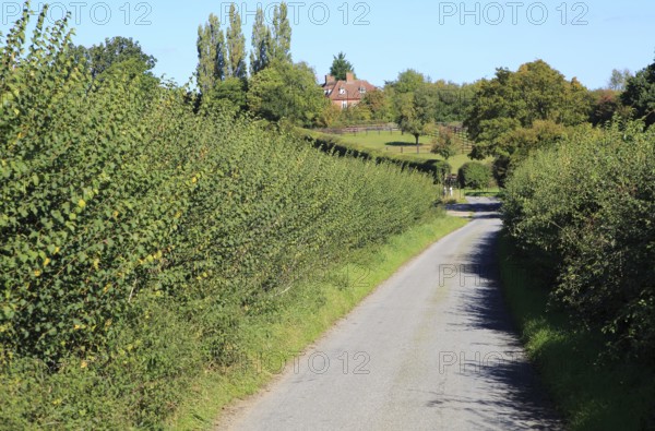Winding narrow country lane in valley between hedgerows, Monewden, Suffolk, England, UK