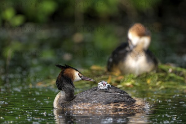 Great Crested Grebe (Podiceps cristatus), pair at the nest, with chicks, Krickenbecker Seen, North Rhine-Westphalia, Germany, Europe