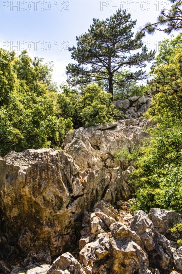 Rilkeweg, hiking trail from Duino to Sistiana, Friuli, Italy, Duino, Friuli, Italy, Europe
