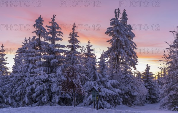 Twilight at sunset behind the snow-covered trees on the Auersberg, Eibenstock, Erzgebirge, Saxony, Germany, Europe