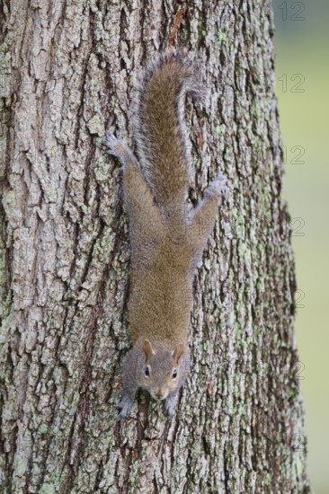 American grey squirrel (Sciurus carolinensis), climbing headfirst down a tree trunk, Pembroke Pines, Florida, USA, North America