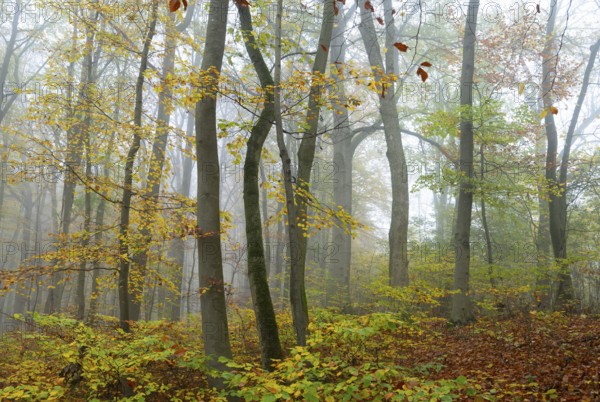 Near-natural deciduous forest in autumn with colourful leaves, copper beech (Fagus sylvatica), fog in the forest, Hainich National Park, Thuringia, Germany, Europe