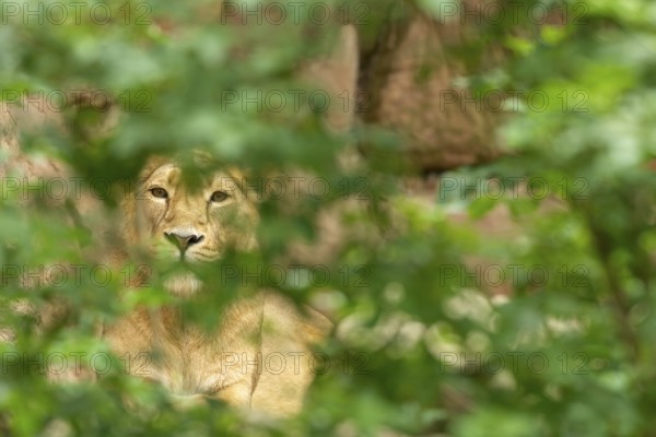 A lioness sits in the dense green foliage and looks calmly through the dense foliage, captive, Germany, Europe