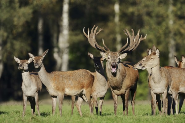 Red deer (Cervus elaphus), roaring stag and hinds in the rutting season, North Rhine-Westphalia, Germany, Europe