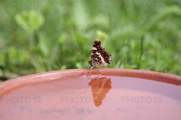Map butterfly (Araschnia levana), butterfly, reflection, water, The butterfly is reflected in the water of a bird bath. At high temperatures, the butterflies are in search of liquid