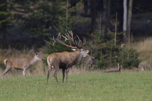 Red deer (Cervus elaphus) in rutting season, capital stag with doe in a forest clearing, wildlife, Sauerland, North Rhine-Westphalia, Germany, Europe