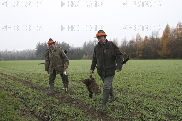 Hunter with hare (Lepus europaeus) and pheasant (Phasianus colchicus) Lower Austria, Austria, Europe