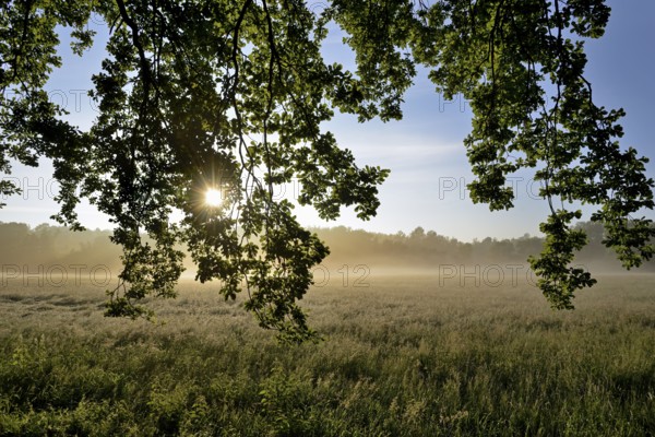 Morning sun over a grassy landscape in the fog, Sonnenstern, North Rhine-Westphalia, Germany, Europe