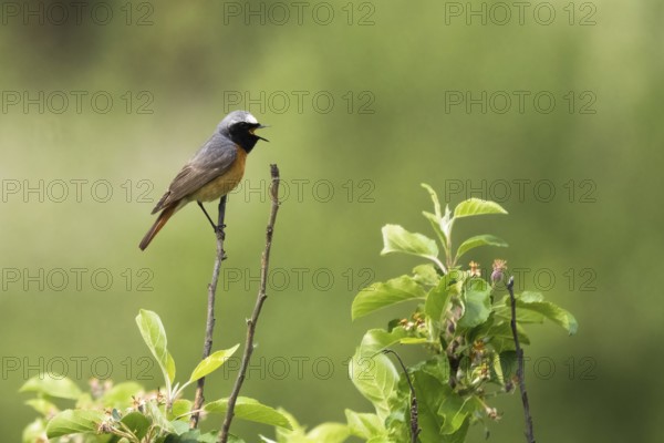 A Common redstart (Phoenicurus phoenicurus), male, singing on a twig with green leaves in the background, Hesse, Germany, Europe