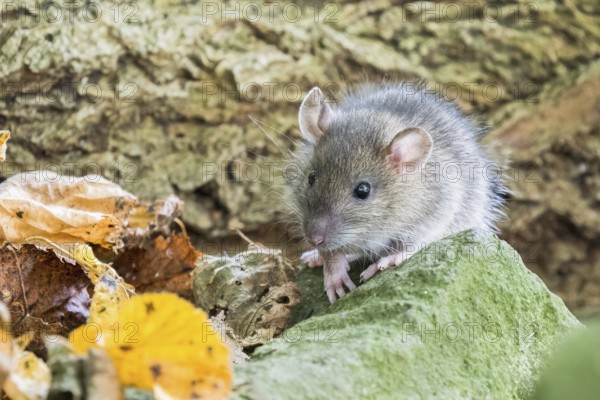 A juvenile Norway rat (Rattus norvegicus) sitting on a moss-covered stone in the forest, surrounded by autumn leaves, Hesse, Germany, Europe