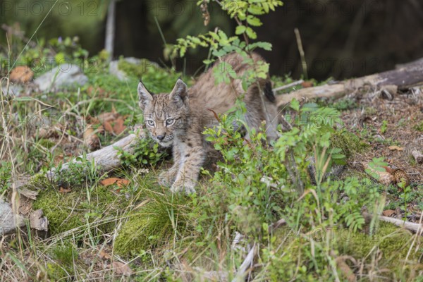 One young (10 weeks old) male Eurasian lynx, (Lynx lynx), walking over mossy rocks at a forest edge