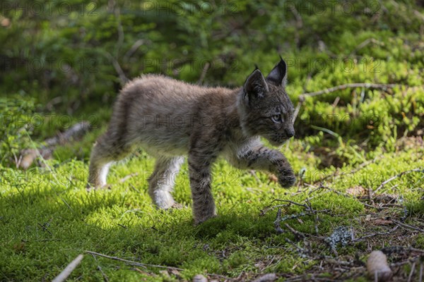One young (10 weeks old) male Eurasian lynx, (Lynx lynx), walking over a mossy, wet forest floor. Backlit condition