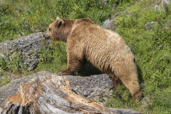 One eurasian brown bear (Ursus arctos arctos) walking over rocks in sweet evening light. Rocks and grass around