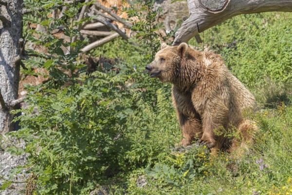 One eurasian brown bear (Ursus arctos arctos) sitting upright underneath a fallen tree and between green vegetation in sweet evening light