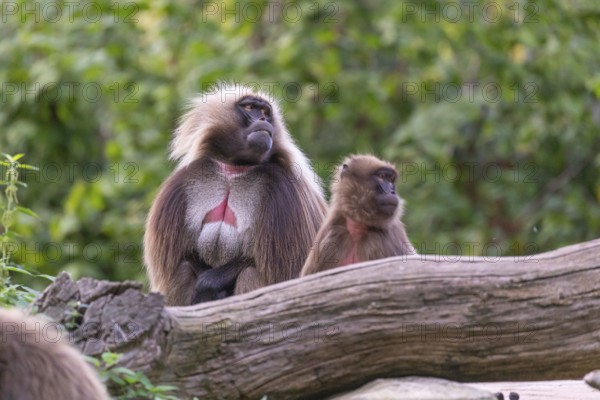 One adult male and one adult female Gelada (Theropithecus gelada), or bleeding-heart monkey, resting on a log. A green forest in the distant background