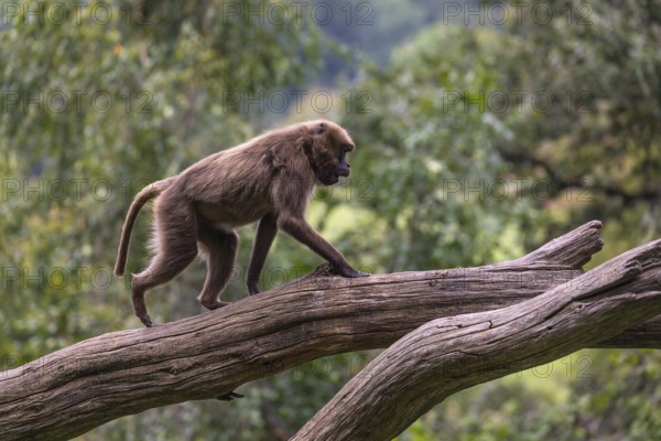 One adult female Gelada (Theropithecus gelada), or bleeding-heart monkey balancing on a log. A green forest in the distant background