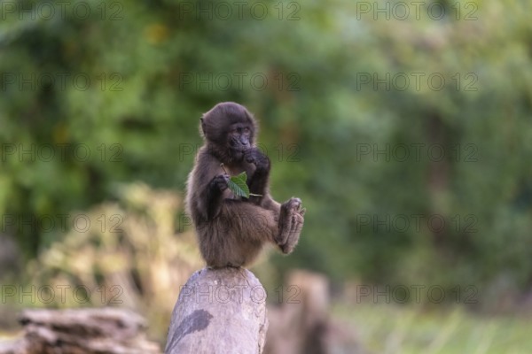 One baby Gelada (Theropithecus gelada), or bleeding-heart monkey sitting on a log and feeding on leaves from a twig he is holding. A green forest in the background