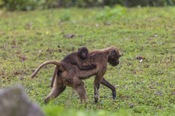 One female with one baby Gelada (Theropithecus gelada), or bleeding-heart monkey riding on her back, grazing on a green meadow