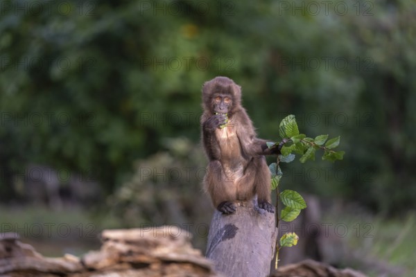 One baby Gelada (Theropithecus gelada), or bleeding-heart monkey sitting on a log and feeding on leaves from a twig he is holding. A green forest in the background