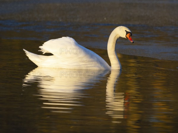 Mute Swan, (Cygnus olor), adult male, swimming on a lake, with its reflection in the water, with late evening light in winter, Hesse, Germany, Europe