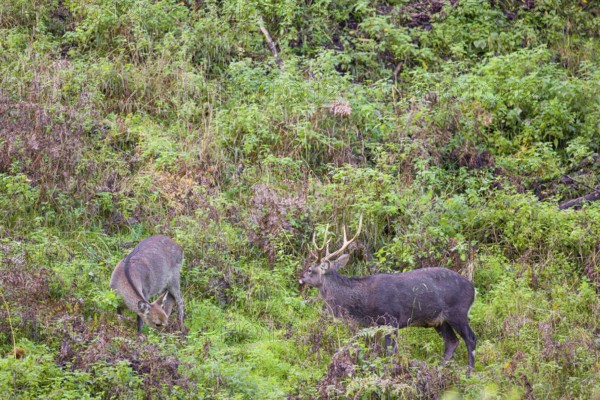A Japanese sika deer (Cervus nippon nippon) stag and a doe stand on a steep slope in dense vegetation in search of food