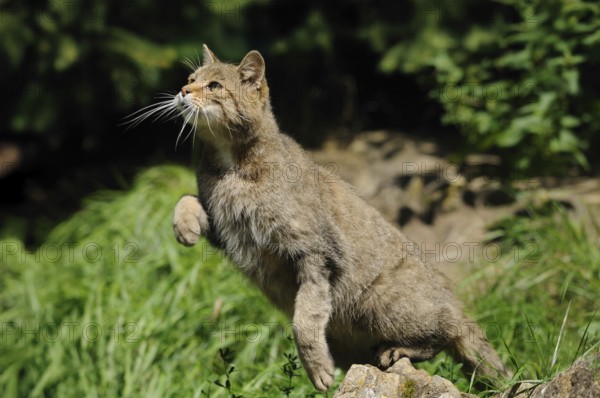 Wildcat in hunting pose with raised paw in green surroundings, wildcat (Felis silvestris), Bavarian Forest National Park
