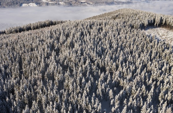 Drone flight over a winter landscape with snow-covered forest, Mondseeland, Salzkammergut, Upper Austria, Austria, Europe