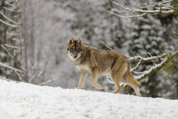 A young grey wolf (Canis lupus lupus) runs across the sloping, snow-covered meadow at the edge of a forest on a cold, cloudy day