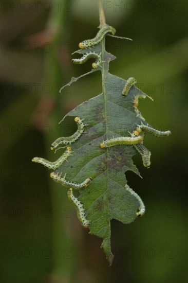 Large rose sawfly (Arge ochropus) caterpillar larva feeding on a rose leaf in a garden in summer, England, United Kingom