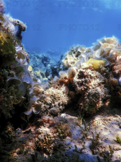 Underwater landscape reef with algae, Blue underwater background