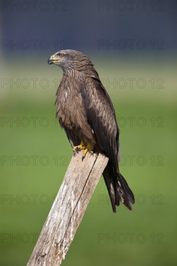 Black kite (Milvus migrans), Milan, Lower Saxony, Germany, Europe