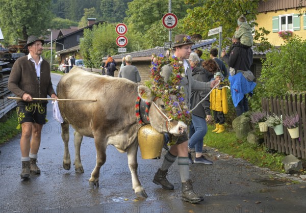16. 09. 2022. Almabtrieb, cattle seperation in Thalkirchdorf, Markt Oberstaufen, Allgäu, Bavaria, Germany, Europe