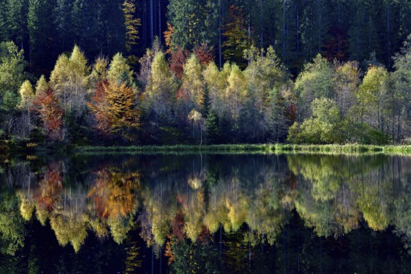 Trees reflected in the Sankenbachsee, Karsee, autumn, near Baiersbronn, Freudenstadt district, Black Forest, Baden-Württemberg, Germany, Europe