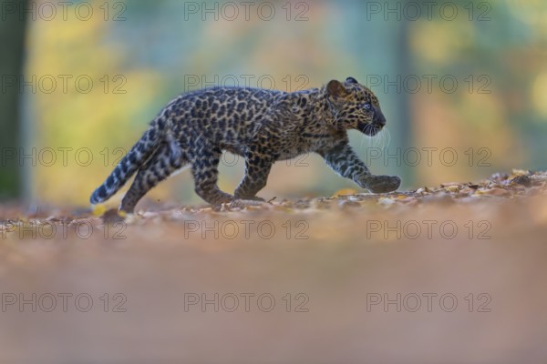 Indian leopard (Panthera pardus fusca), young animal running in forest