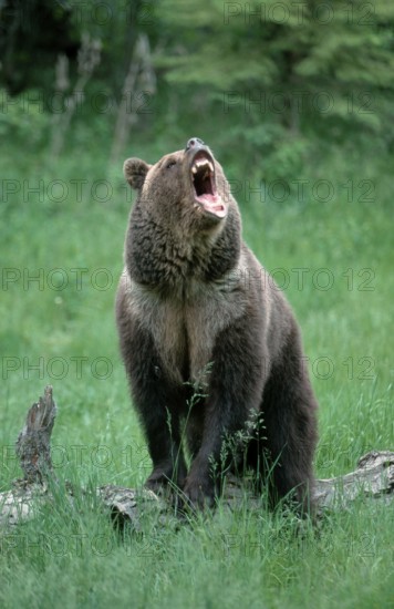 Grizzly bear (Ursus arctos horribilis)